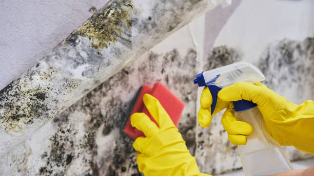 Best Carpet water damage restoration  in Youngsville, PA